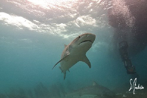 This image was taken at Breaching Tiger - Splashing Drago... by Steven Anderson 